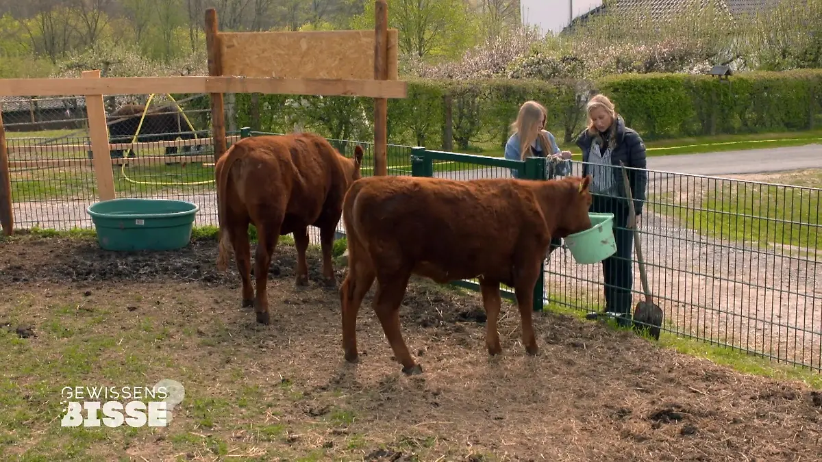 Die Frauen ernähren die Männer, die Männer klären klare Rollen