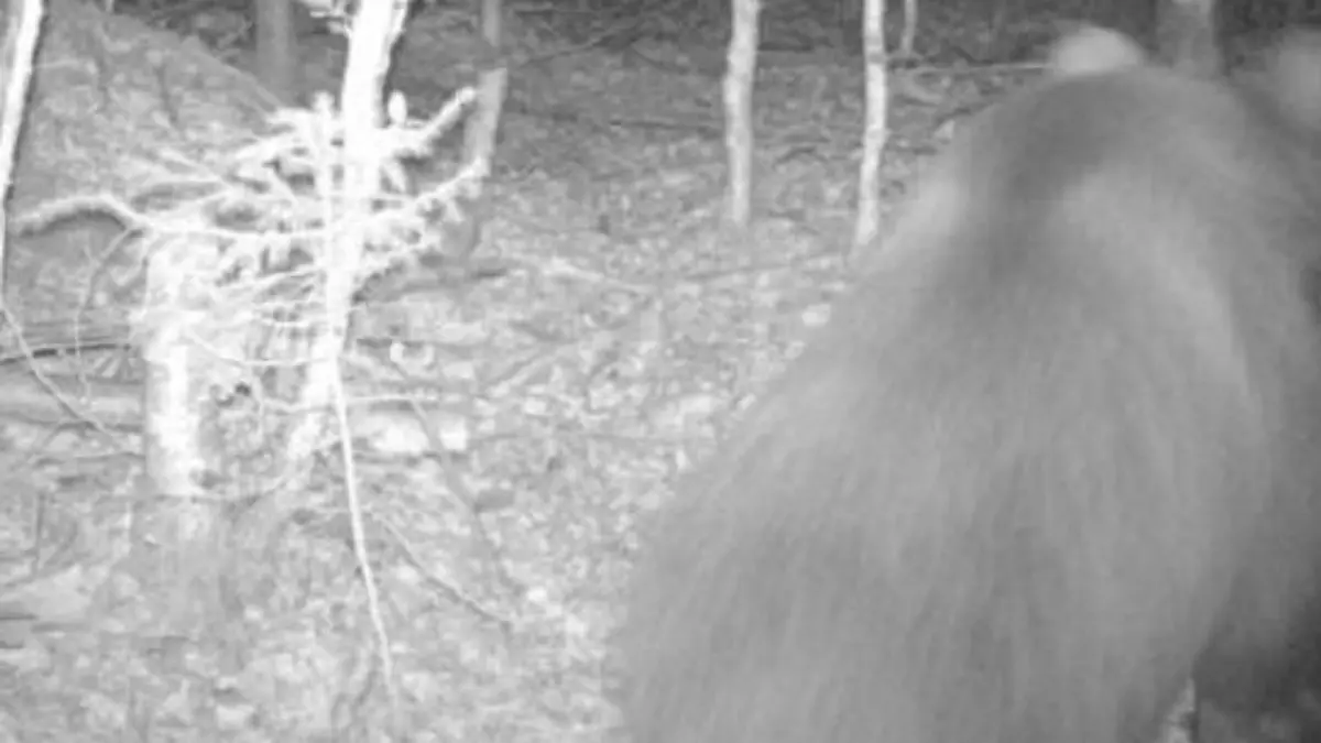 Eine Wildtierkamera schoss in Bayern dieses Foto eines Bären.