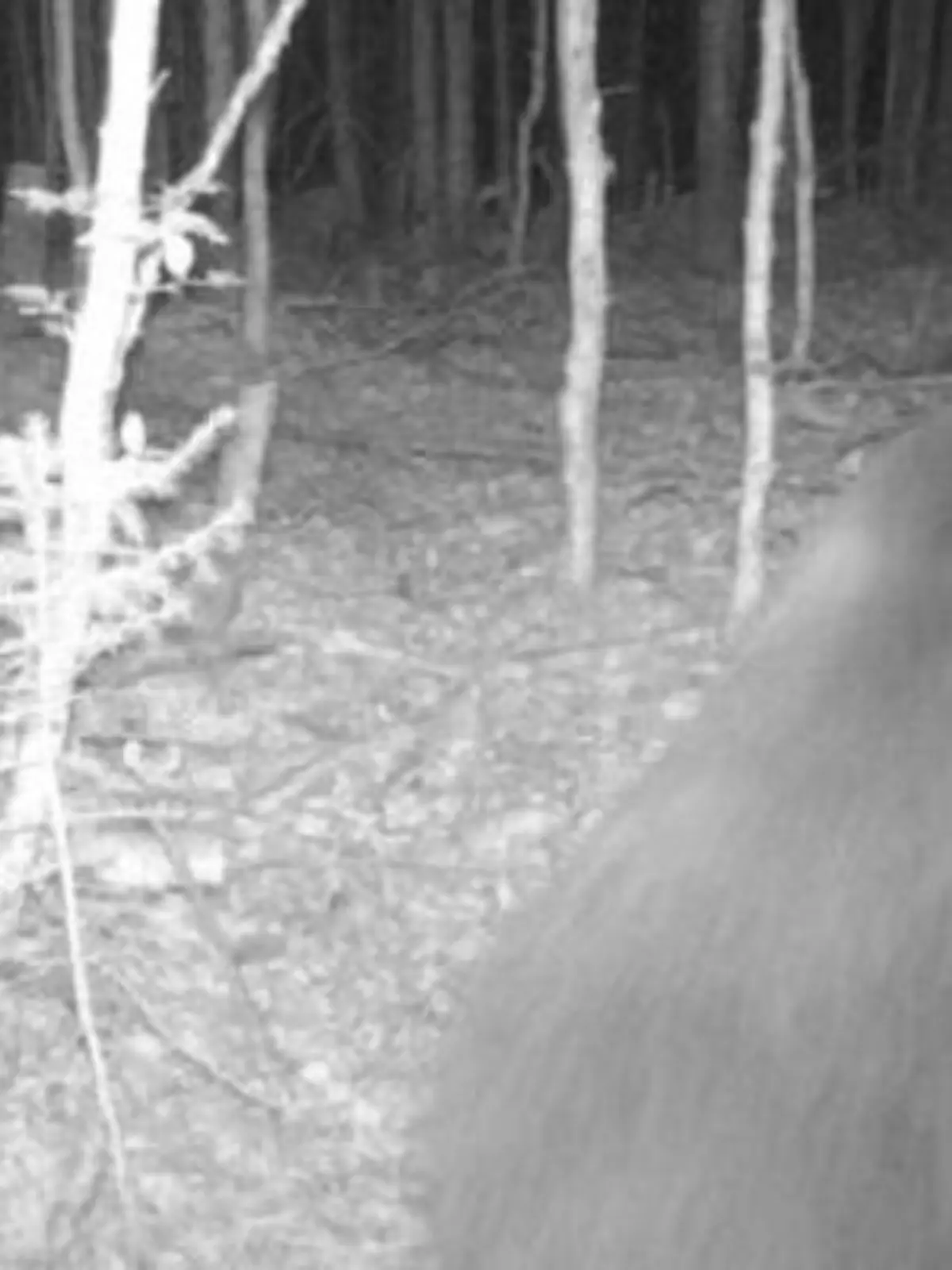 Eine Wildtierkamera schoss in Bayern dieses Foto eines Bären.