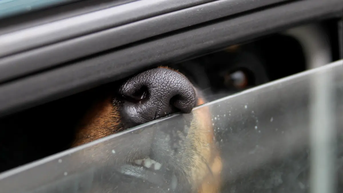 ARCHIV - ILLUSTRATION - 28.09.2010, Bayern, München: Ein im Auto eingesperrter Hund. (Zu dpa "Knallheiße Autos schon nach einer Stunde Hitzefalle") Foto: Stephan Jansen/dpa +++ dpa-Bildfunk +++