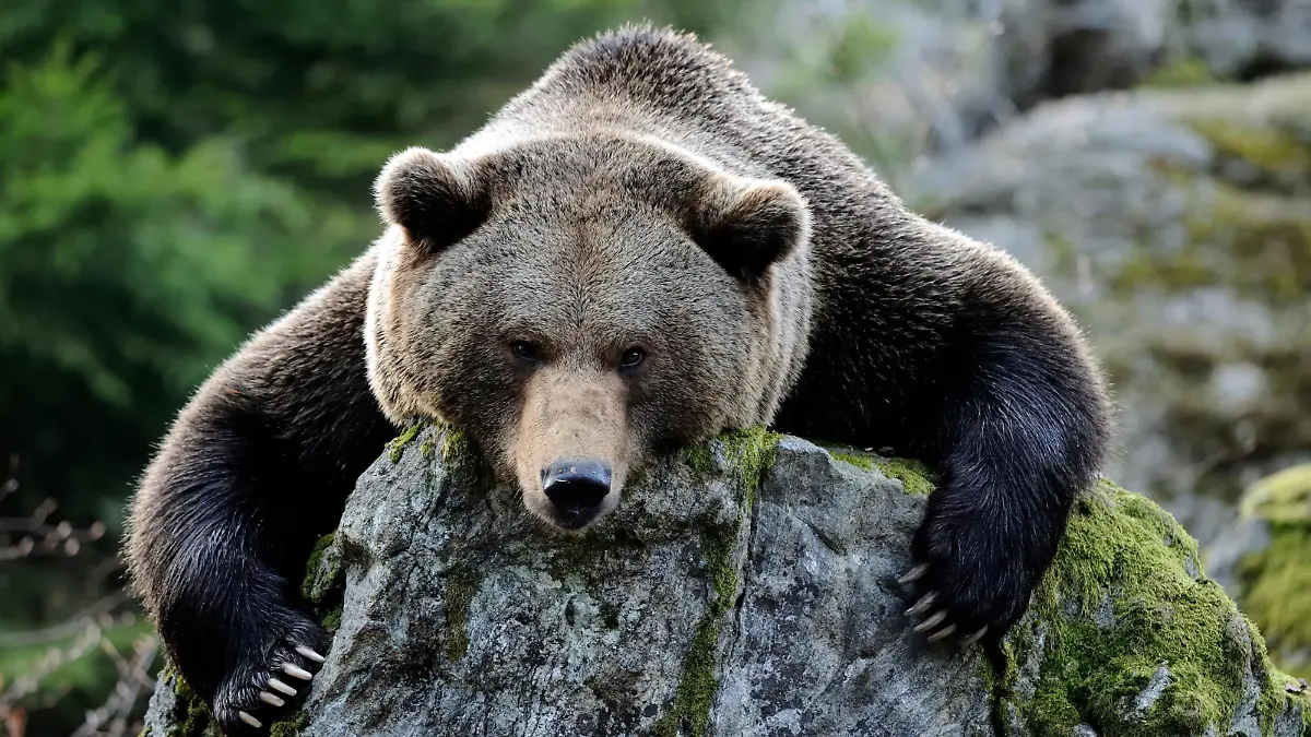 Braunbär (Ursus arctos) in seinem Gehege im Nationalpark Bayerischer Wald. Foto: Ronald Wittek dpa