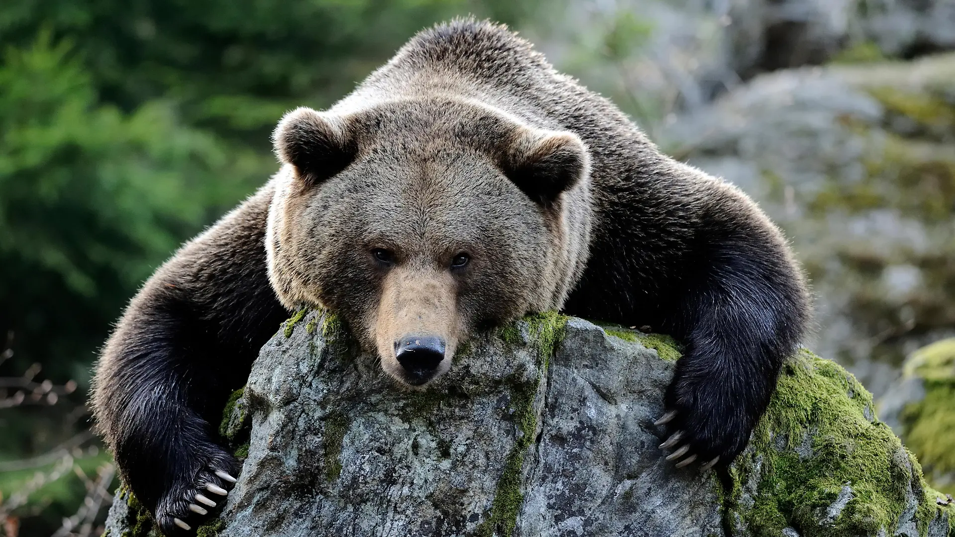 Braunbär (Ursus arctos) in seinem Gehege im Nationalpark Bayerischer Wald. Foto: Ronald Wittek dpa