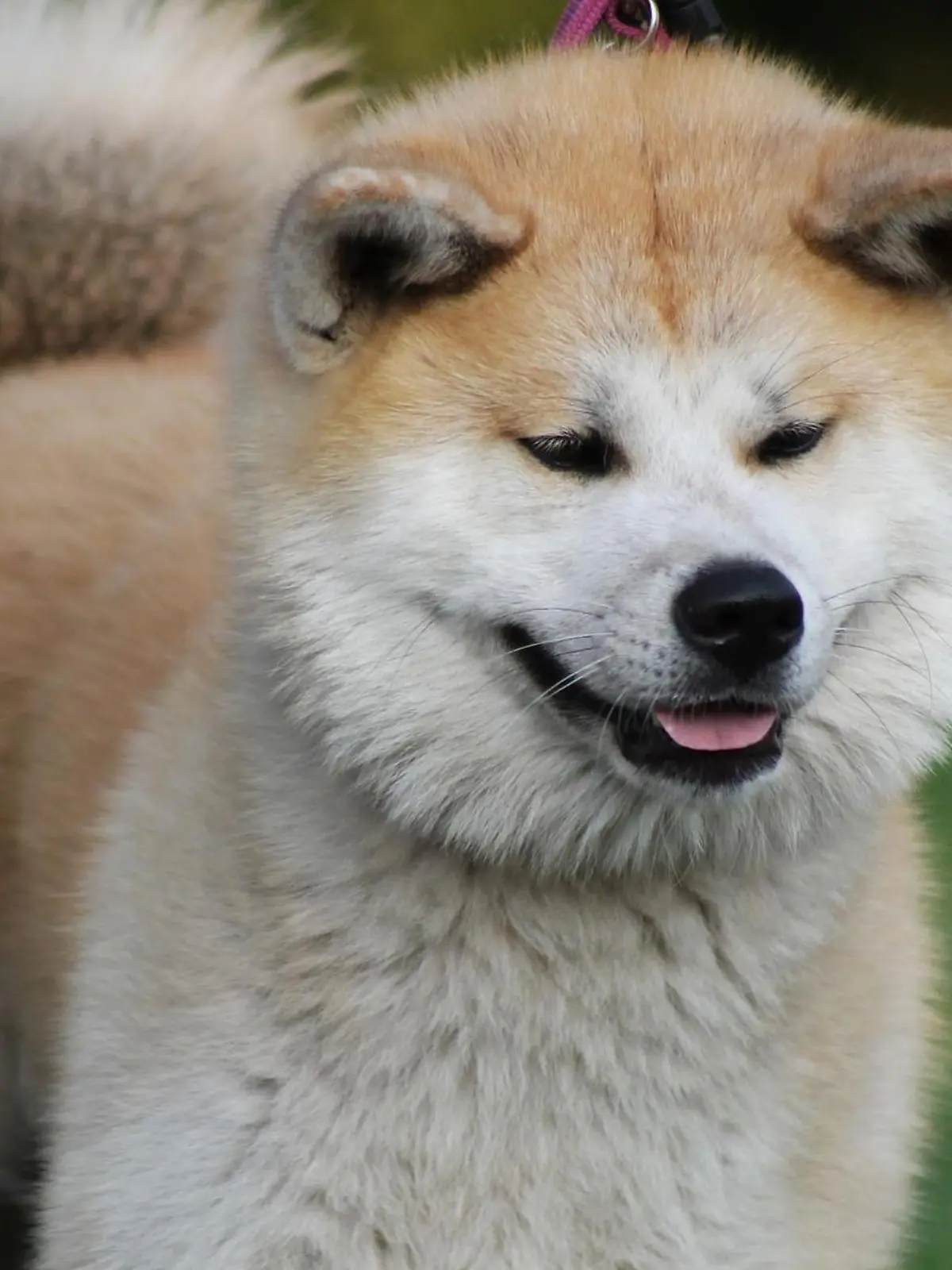 Der Akita ist eine Hunderasse aus Japan. (Symbolbild)
