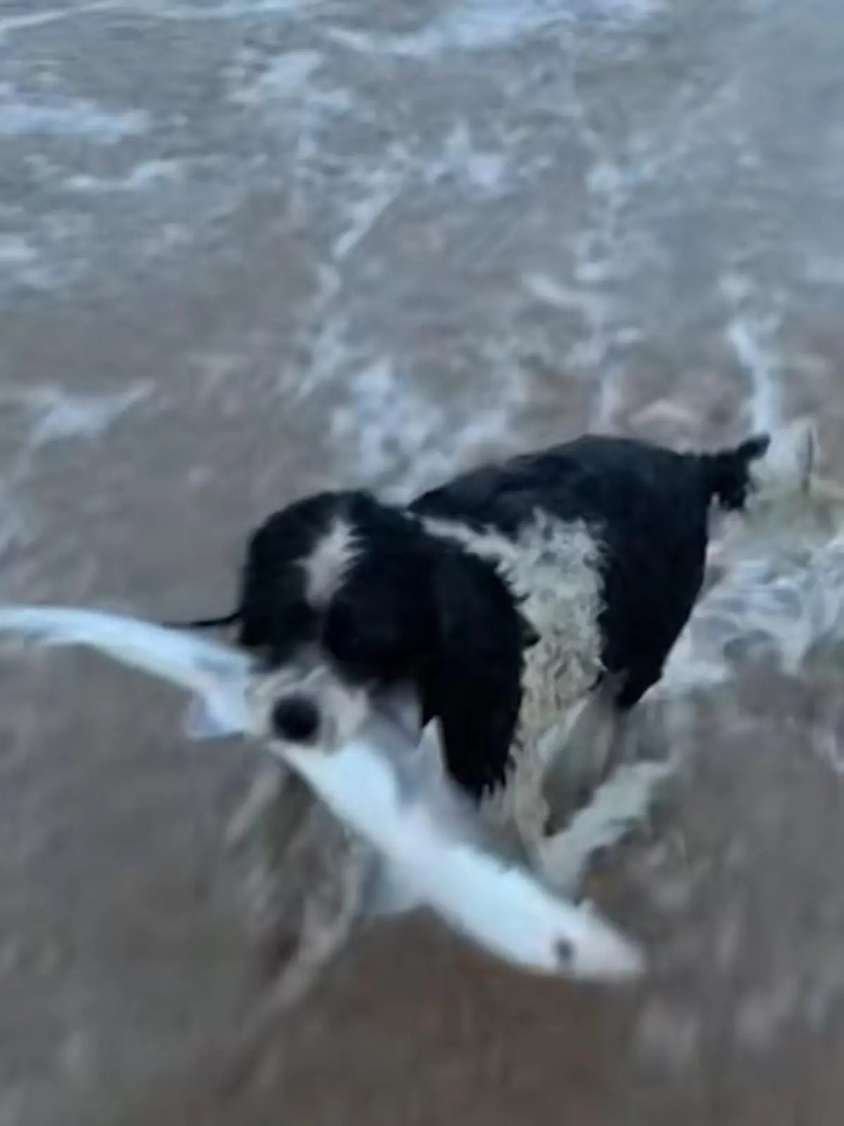 JJ der Cavapoo ist ein kleiner Tiktok-Star: Der neunjährige Hund liebt nichts mehr als das Meer – und bei einem seiner vielen Abenteuer hat er aus dem Ozean ein ganz besonderes Mitbringsel gefischt, oder eher gehait?