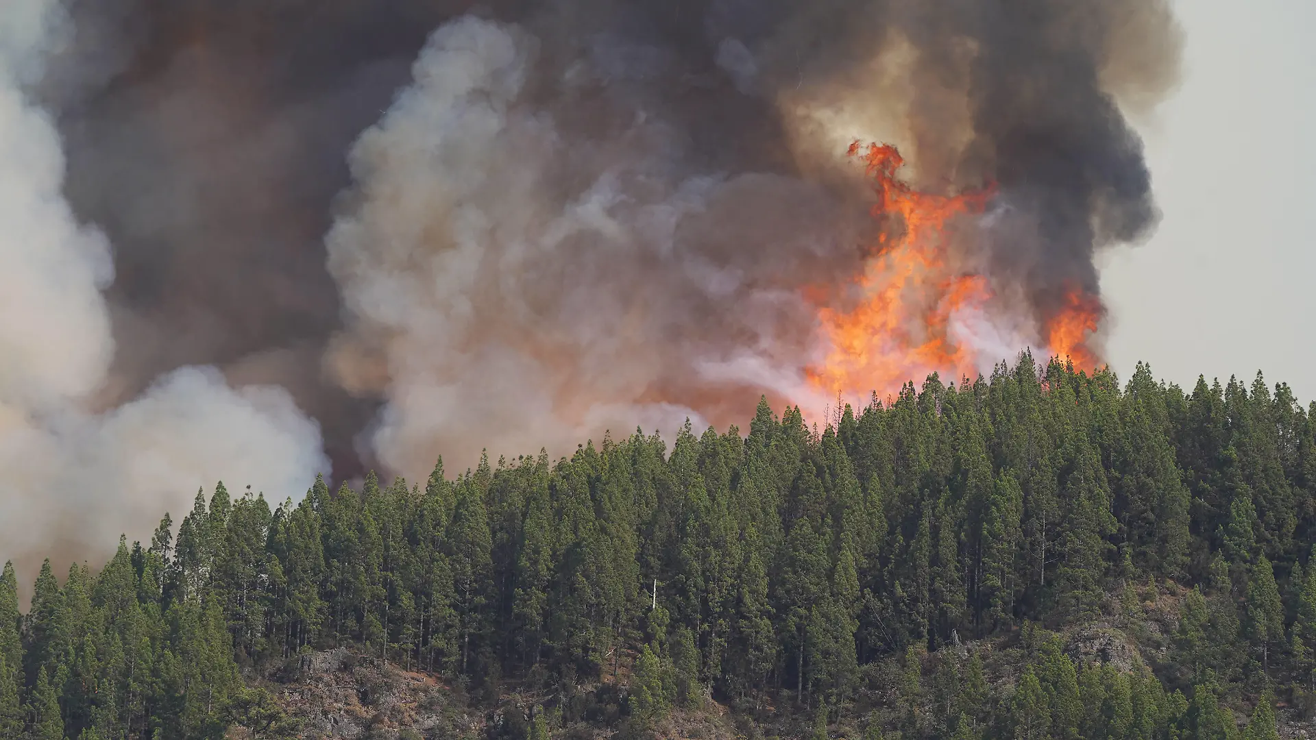Waldbrand auf Teneriffa
