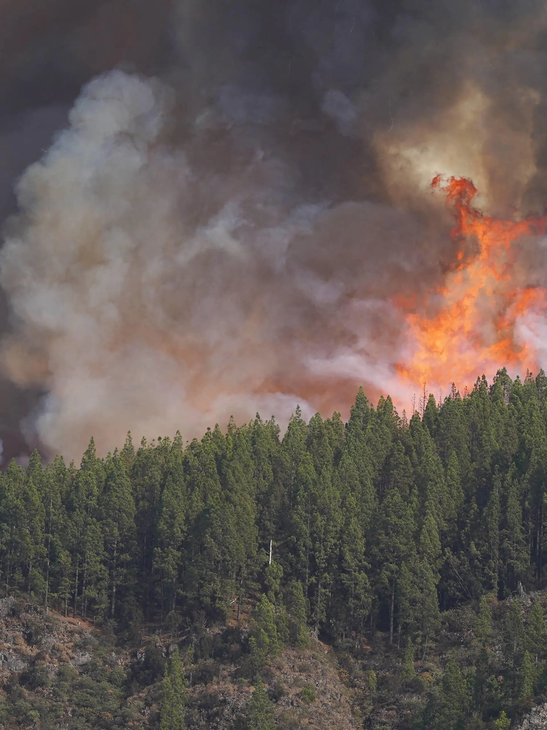Waldbrand auf Teneriffa