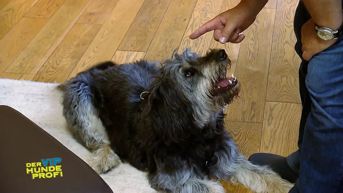 Laika hat einen Dickkopf Hans Meiser kann sich nicht durchsetzen