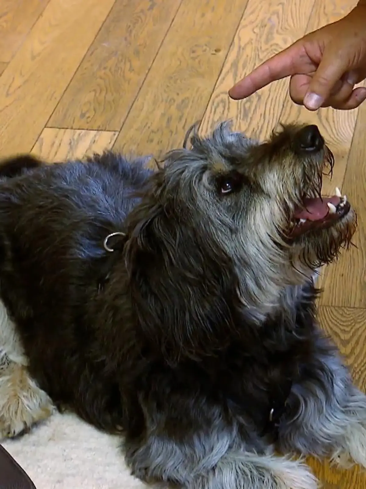 Bild zu: "Laika hat einen Dickkopf"