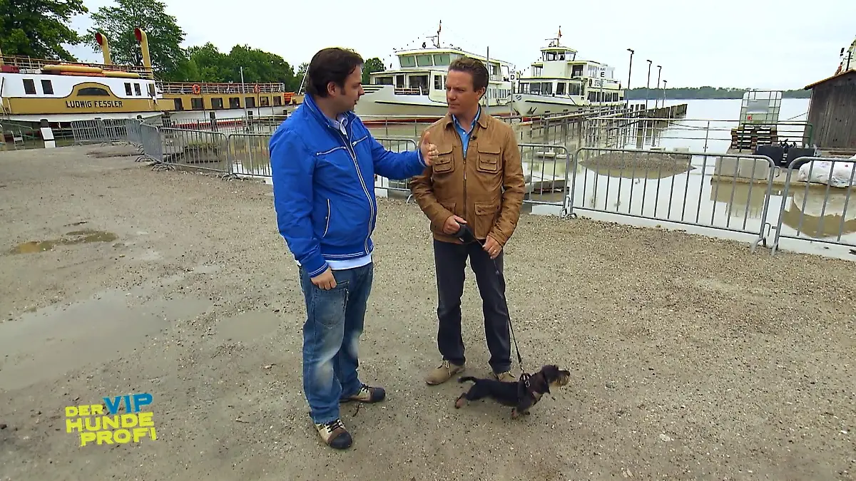 Stefan Mross' Hund Zenzi bellt andere Hunde an Draufgängertum oder Unsicherheit?