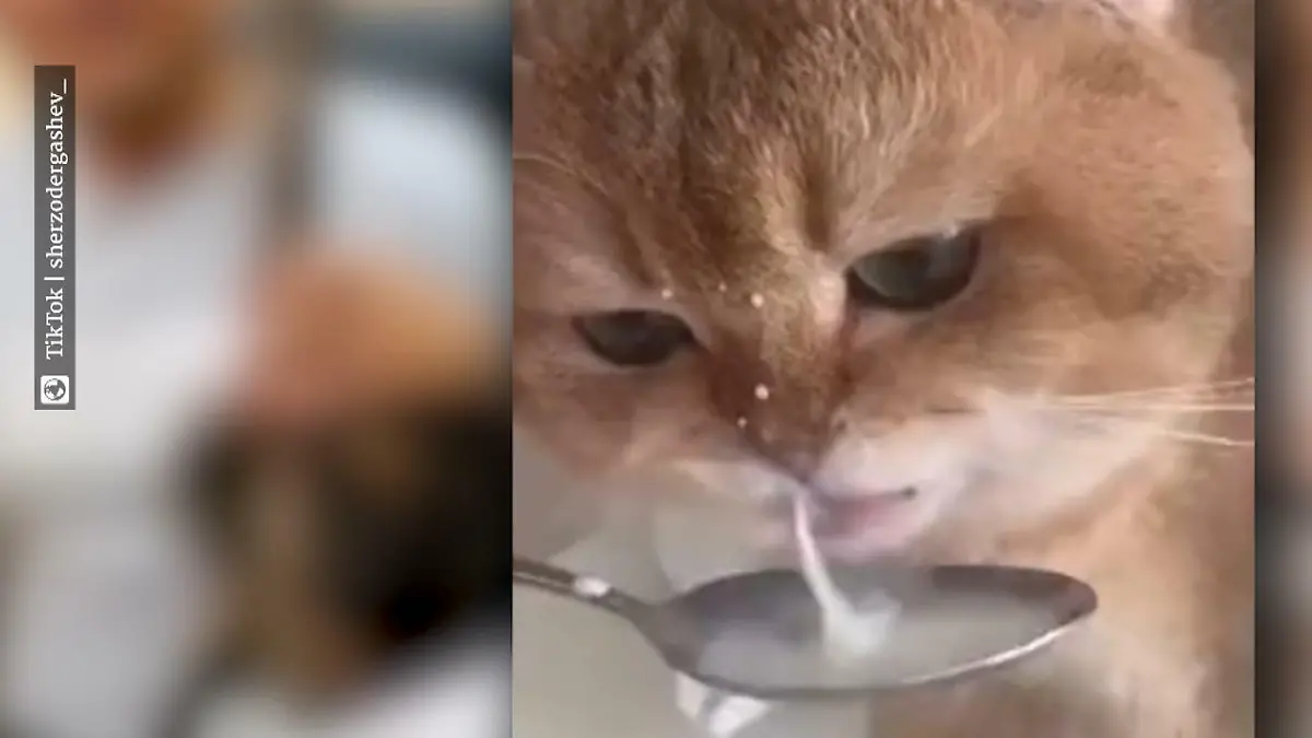 Katze wird TikTok-Star Melodie beim Milchtrinken