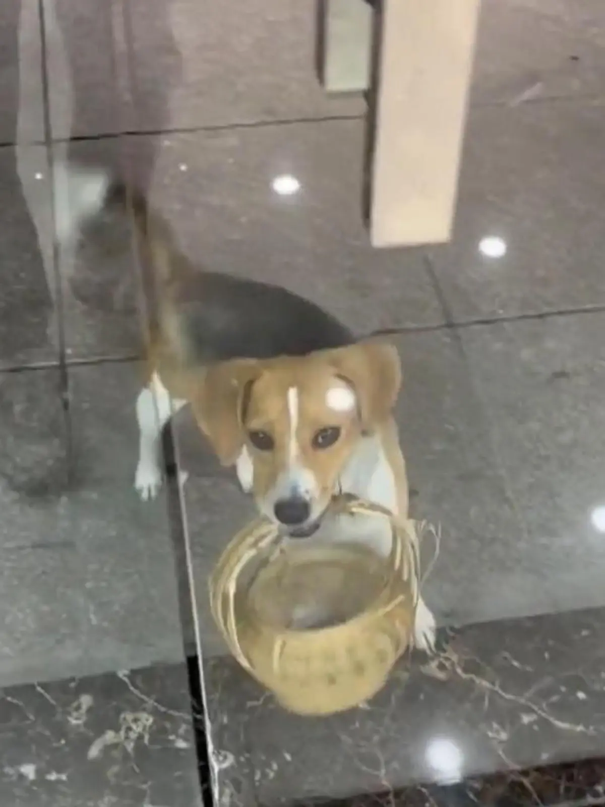 Mit dem Körbchen im Maul trottet ein kleiner Beagle durch die Eingangstür eines Ladens in China. Sein Ziel: Eis kaufen! Wir zeigen den witzigen Moment im Video.