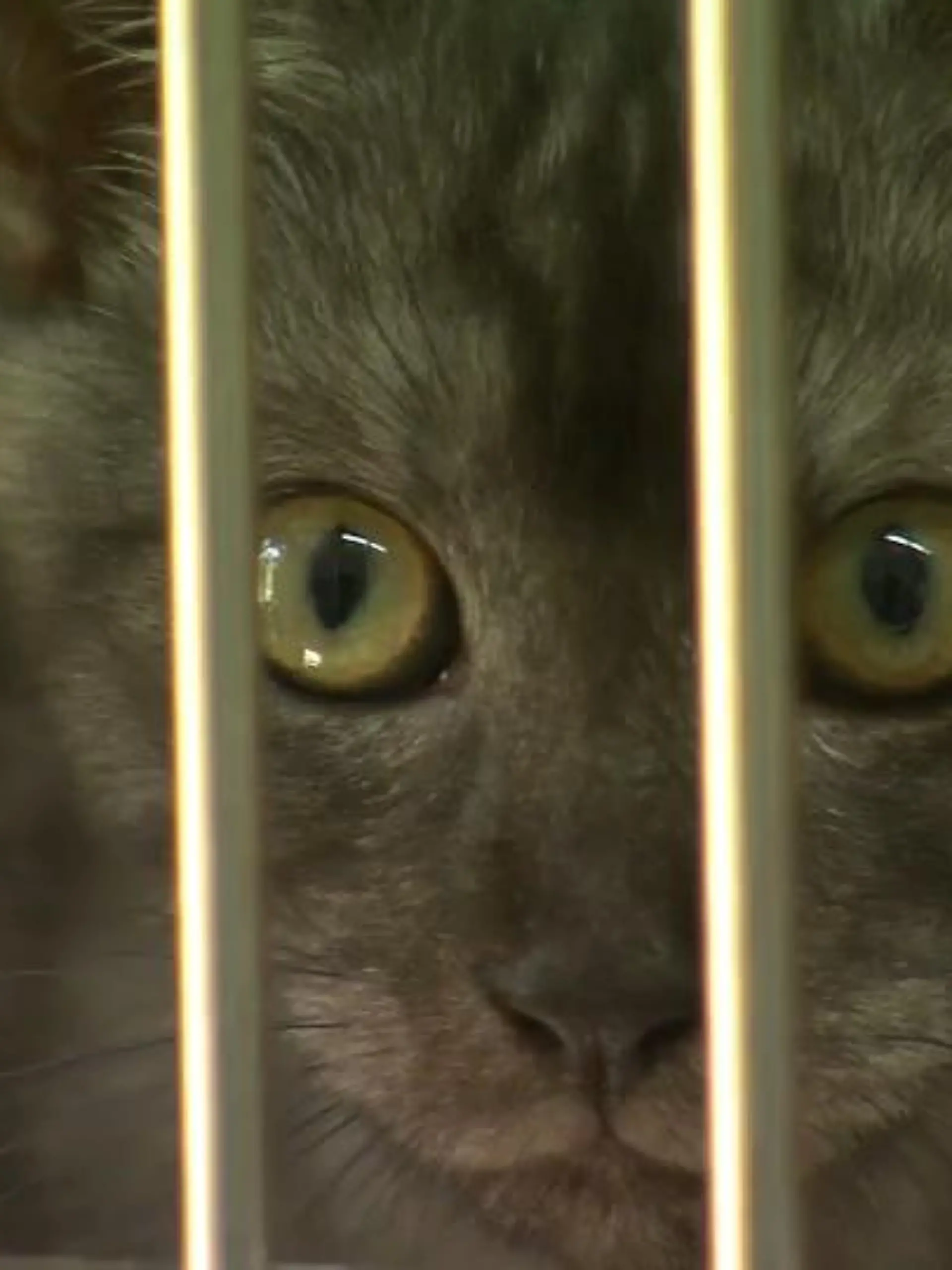 Die Tierheime im Land sind überfüllt. Immer mehr Menschen wollen wohl ihre Corona-Haustiere wieder loswerden, vor allem in der Urlaubszeit. In Bergheim wurde jetzt ein Kater abgegeben, die eine Familie kurz vor ihrem Urlaub auf Ebay zum Verschenken angeboten hatte.