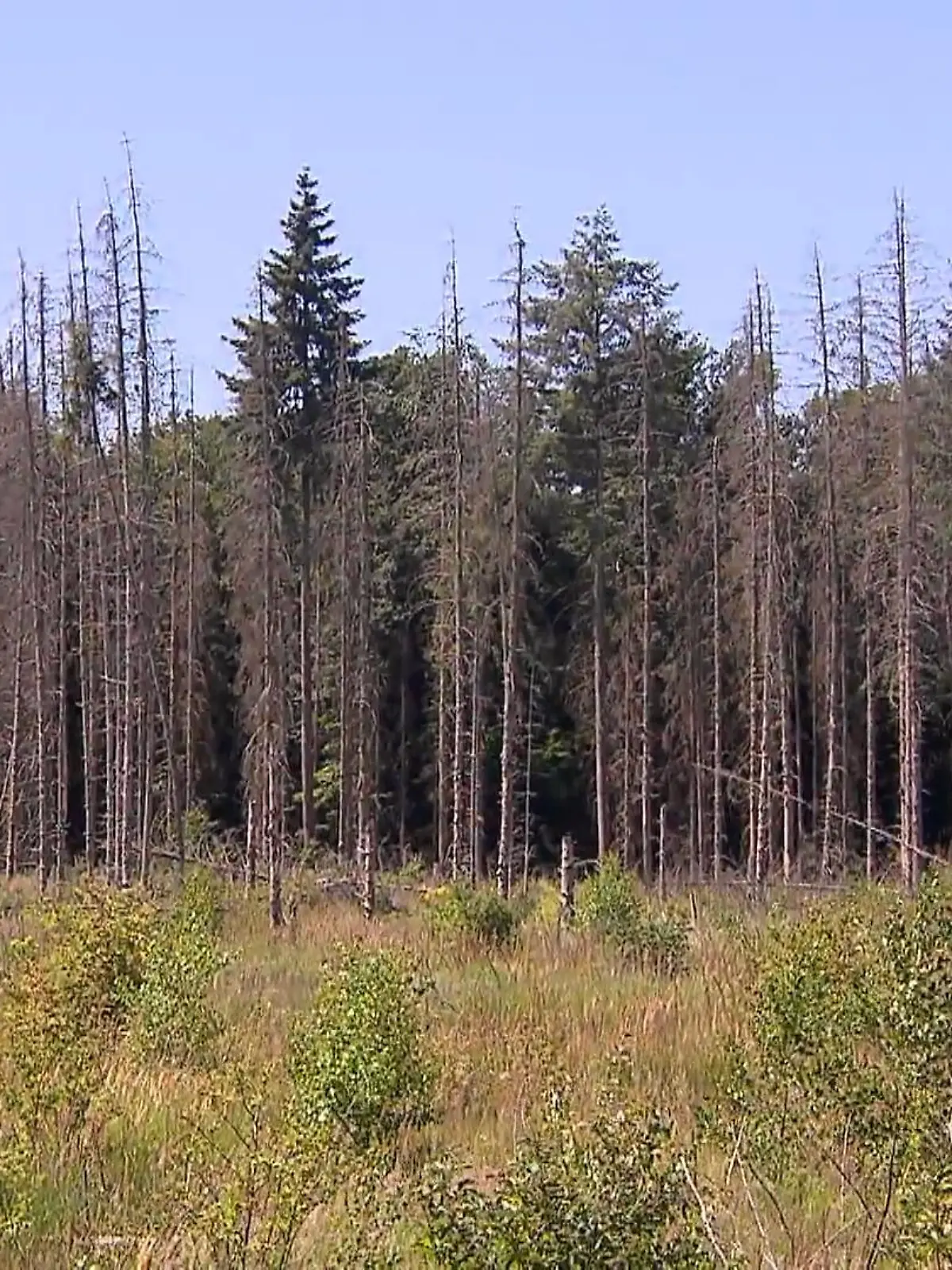 Mit extremer Hitze steigt auch die Waldbrandgefahr in NRW. Ein Förster aus Bonn gibt Sicherheitstipps und erklärt, mit welchen Strafen bei Fehlverhalten zu rechnen ist. Bereits gestern Abend war die Feuerwehr in Essen mit Löscharbeiten am Baldeneysee im Einsatz. Der dauerte bis in die Morgenstunden.