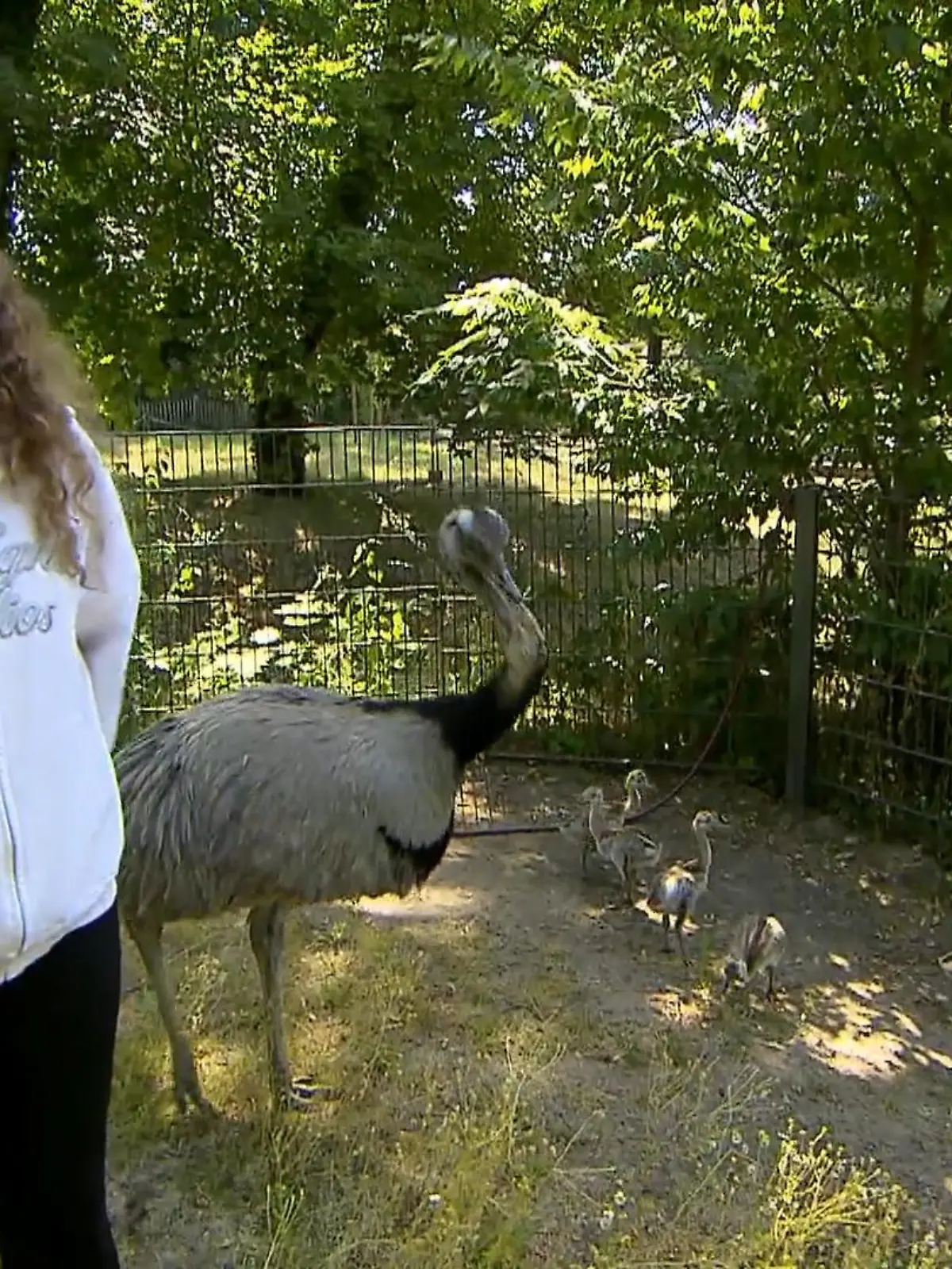 Bei Nandus ist die Rollenverteilung ganz klar: Die Mama legt die Eier, aber Papa brütet sie aus und zieht die Kleinen groß.  Papa-Nandu Addi im Tierpark Dessau Roßlau bekommt bei seiner verantwortungsvollen Aufgabe doch Unterstützung - und zwar von der 19-jährigen Elisa, die sich nun offiziell Nandu-Nanny nennen darf.