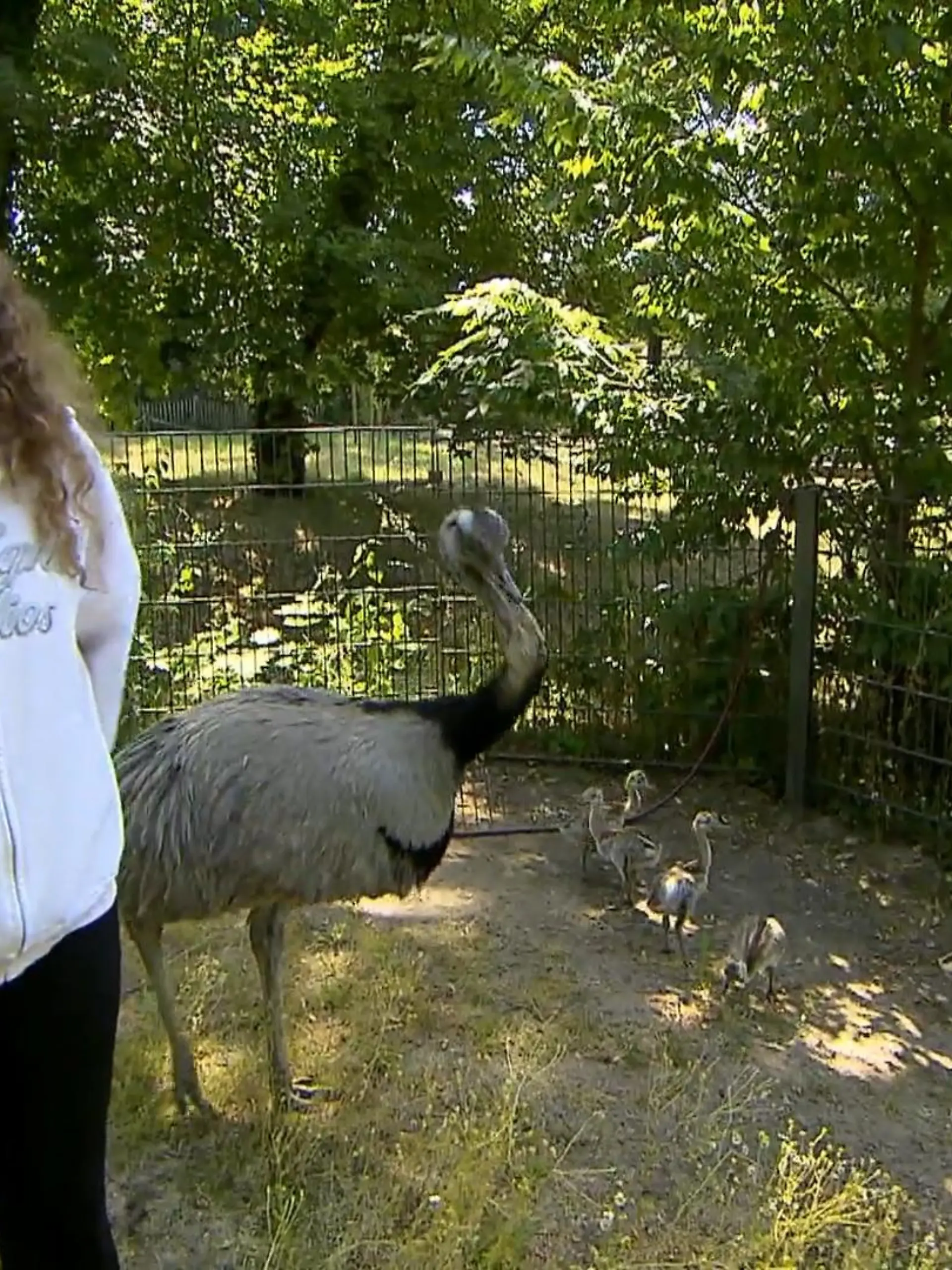 Bei Nandus ist die Rollenverteilung ganz klar: Die Mama legt die Eier, aber Papa brütet sie aus und zieht die Kleinen groß.  Papa-Nandu Addi im Tierpark Dessau Roßlau bekommt bei seiner verantwortungsvollen Aufgabe doch Unterstützung - und zwar von der 19-jährigen Elisa, die sich nun offiziell Nandu-Nanny nennen darf.