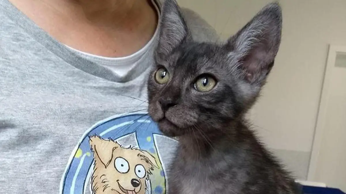 Kater Smokey