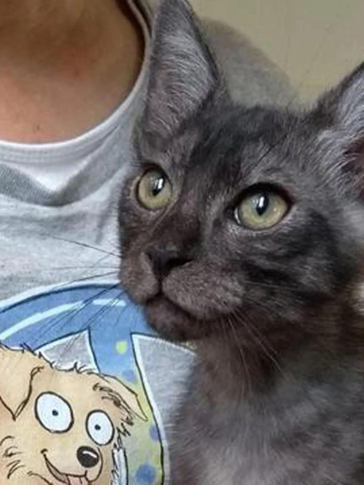 Kater Smokey