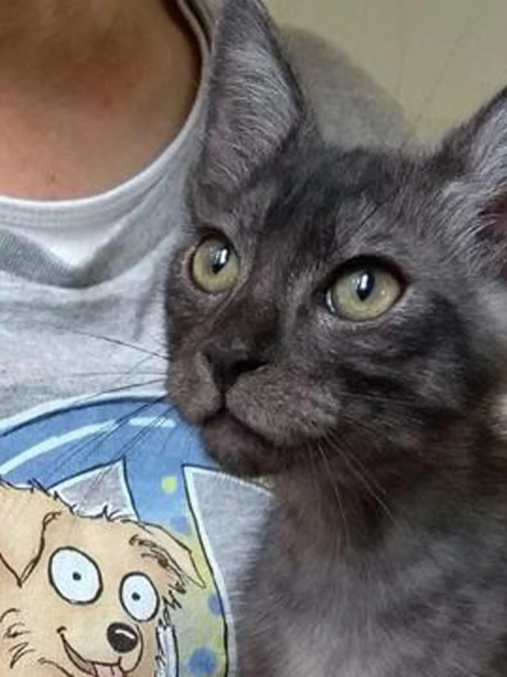 Kater Smokey