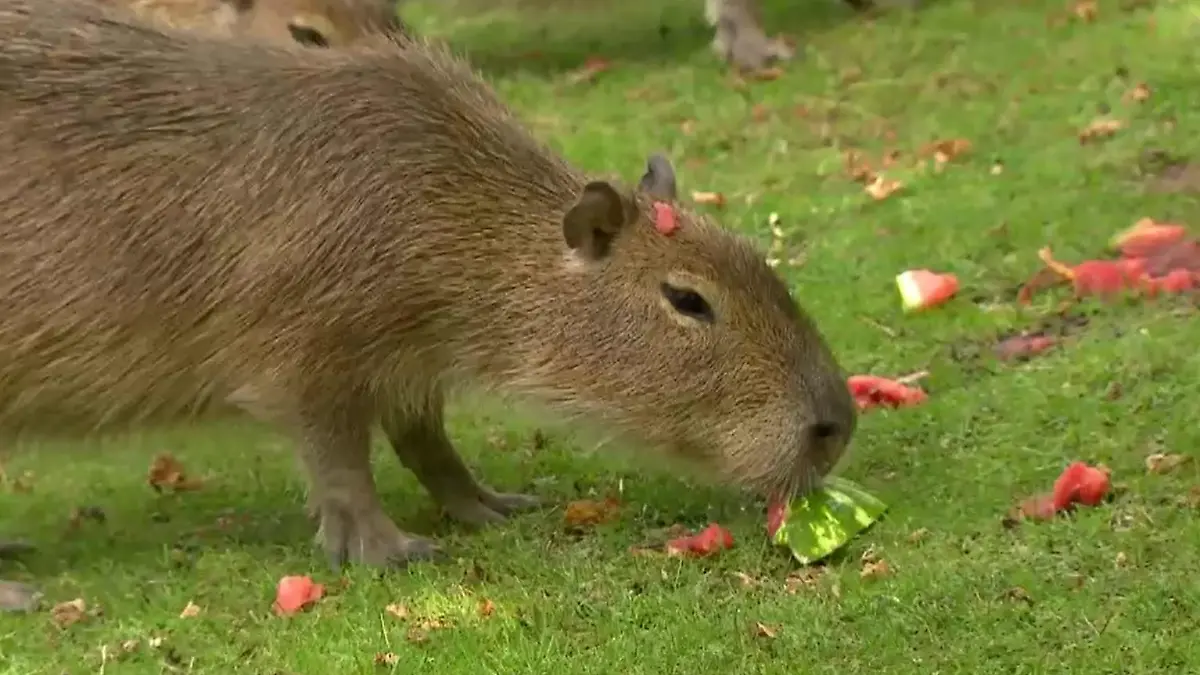 Wasserschweine (Capybaras) im Zoo Berlin