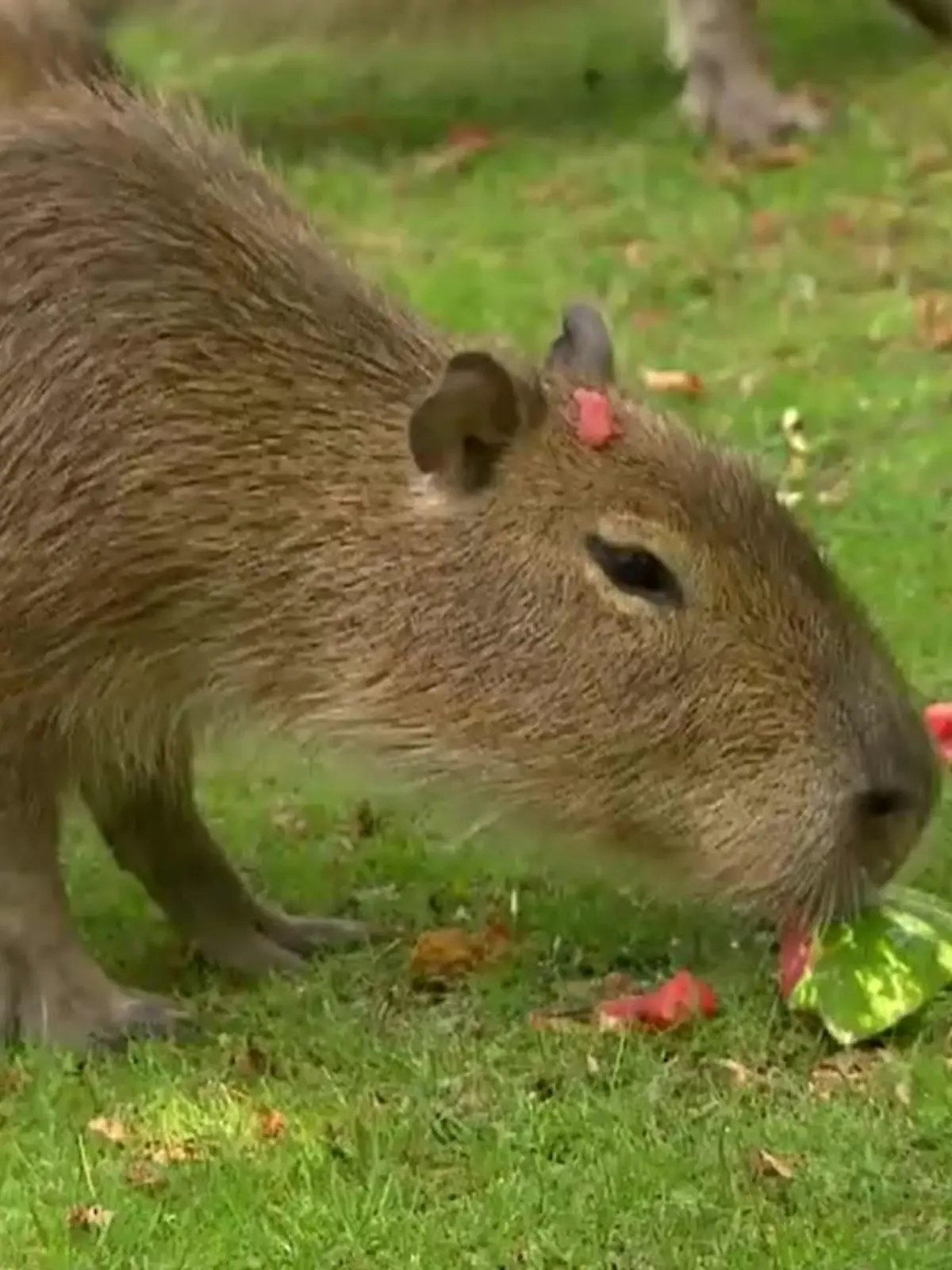 Wasserschweine (Capybaras) im Zoo Berlin