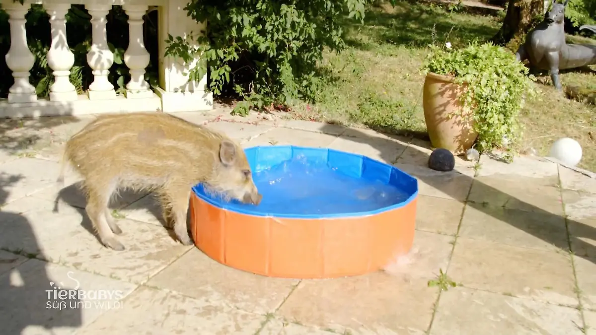 Das Wildschweinbaby hält seine Pflegemutter auf Trab Gerti gibt Gas
