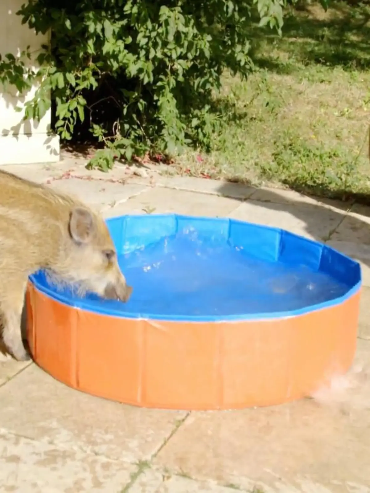 Bild zu: "Das Wildschweinbaby hält seine Pflegemutter auf Trab"