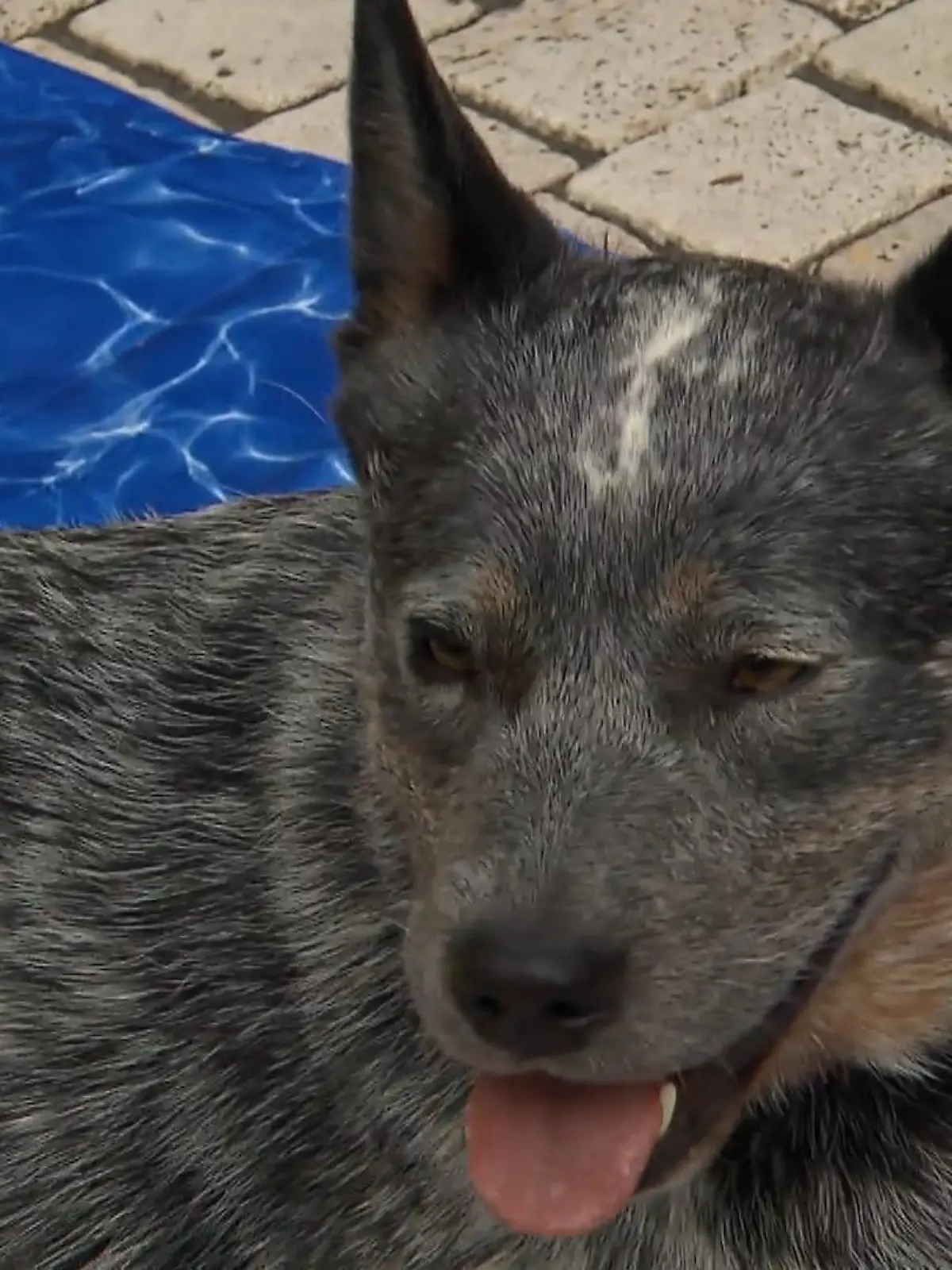 Monty und Daisy fühlen sich auch im Hochsommer tierisch wohl in ihrem dicken Fellmantel. Dank Hundeprofi Mark Karlstedt aus Jüchen. Speziell für Hunde entwickelte Kühlmatten und Kühlwesten können dabei helfen, dass es bei diesen Temperaturen angenehmer für die Tiere ist. Je nach Rasse macht es laut Experte auch Sinn am Bauch das Fell kürzen zu lassen. Oben sollte aber auf keinen Fall gekürzt werden, da das Fell auch vor Sonnenbrand schützt.