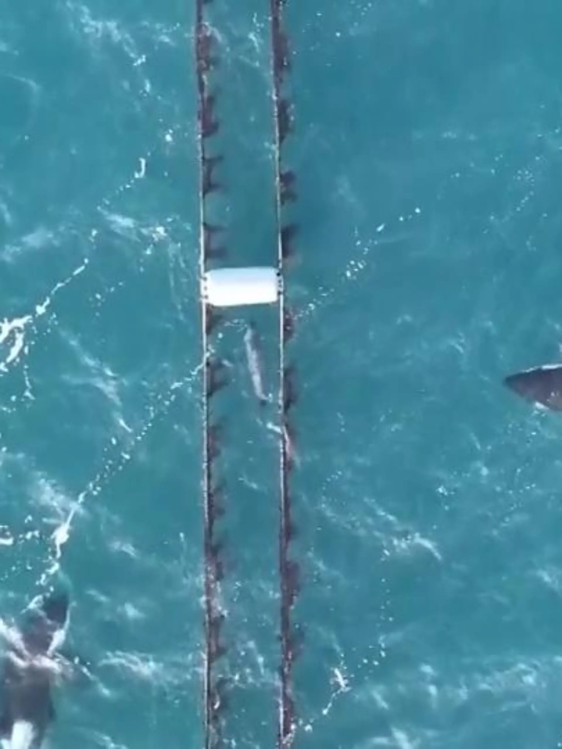 Ein Seehund flüchtet vor hungrigen Orca Walen und findet Schutz in einer Muschelfarm. Doch die Orcas geben nicht auf und verfolgen den Seehund außerhalb der Muschelfarm. Dann aber macht der Seehund einen tödlichen Fehler und verlässt sein Versteck. Die Orcas schlagen sofort zu - wir zeigen den dramatischen Moment im Video.