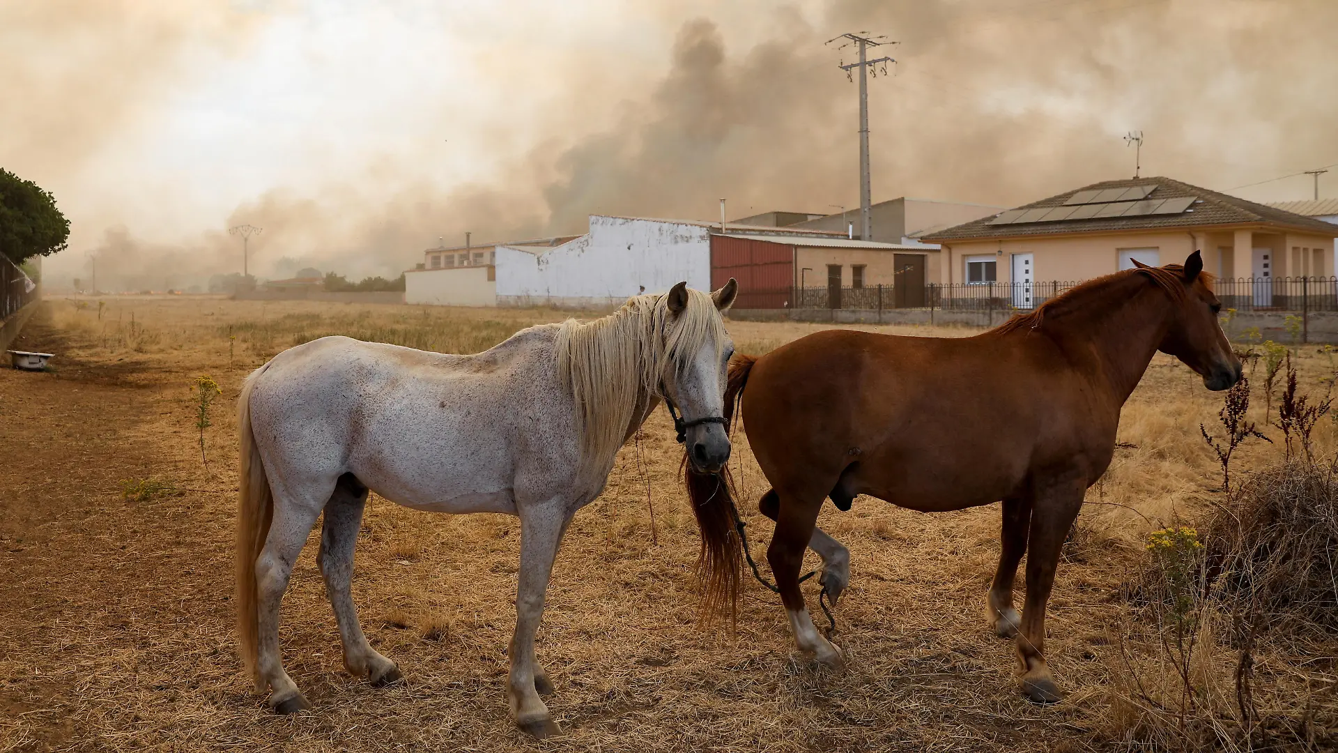 Horses remain still as fire spreads during the second heatwave of the year, in Tabara, Zamora, Spain, July 18, 2022. REUTERS/Isabel Infantes