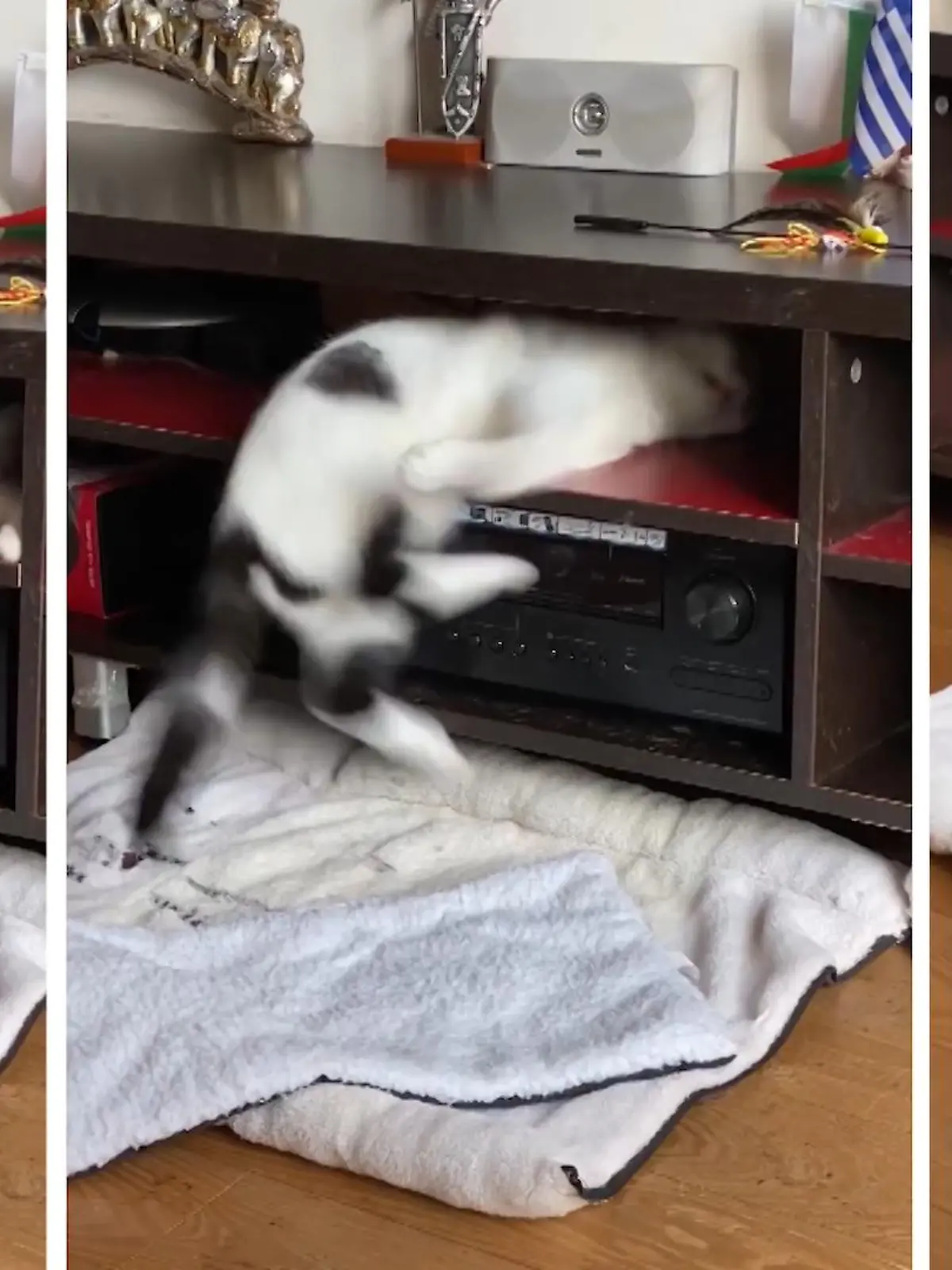 Was diese Katze wohl geträumt hat? In Bulgarien hat eine Katze im Schlaf derart stark gestrampelt, dass sie vom Fernsehtisch runtergefallen ist. Statt aufzuwachen, bleibt sie einfach liegen - und schläft weiter! Wir zeigen die tierisch müde Katze im Video.
