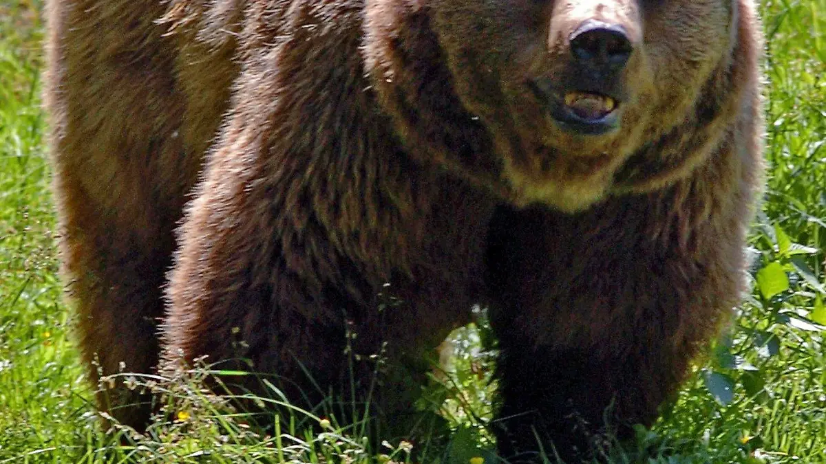 ARCHIV - Ein Braunbär läuft im Tierfreigelände des Nationalpark Bayerischer Wald in Neuschönau (Landkreis Freyung-Grafenau) durch das Gehege (Archivfoto vom 23.06.2005) . Nun sind Tierschützer im Tiroler Lechtal an der Grenze zwischen Bayern und Tirol einem freilebenden Bären auf der Spur. Der Bär ist in Bayern seit der Mitte des 19. Jahrhunderts ausgerottet. Foto: Armin Weigel dpa/lby ( zu dpa-KORR.: "Tierschützer sind Braunbär auf der Spur - Grenzgebiet Bayern-Tirol" am 17.05.2006) +++(c) dpa - Bildfunk+++