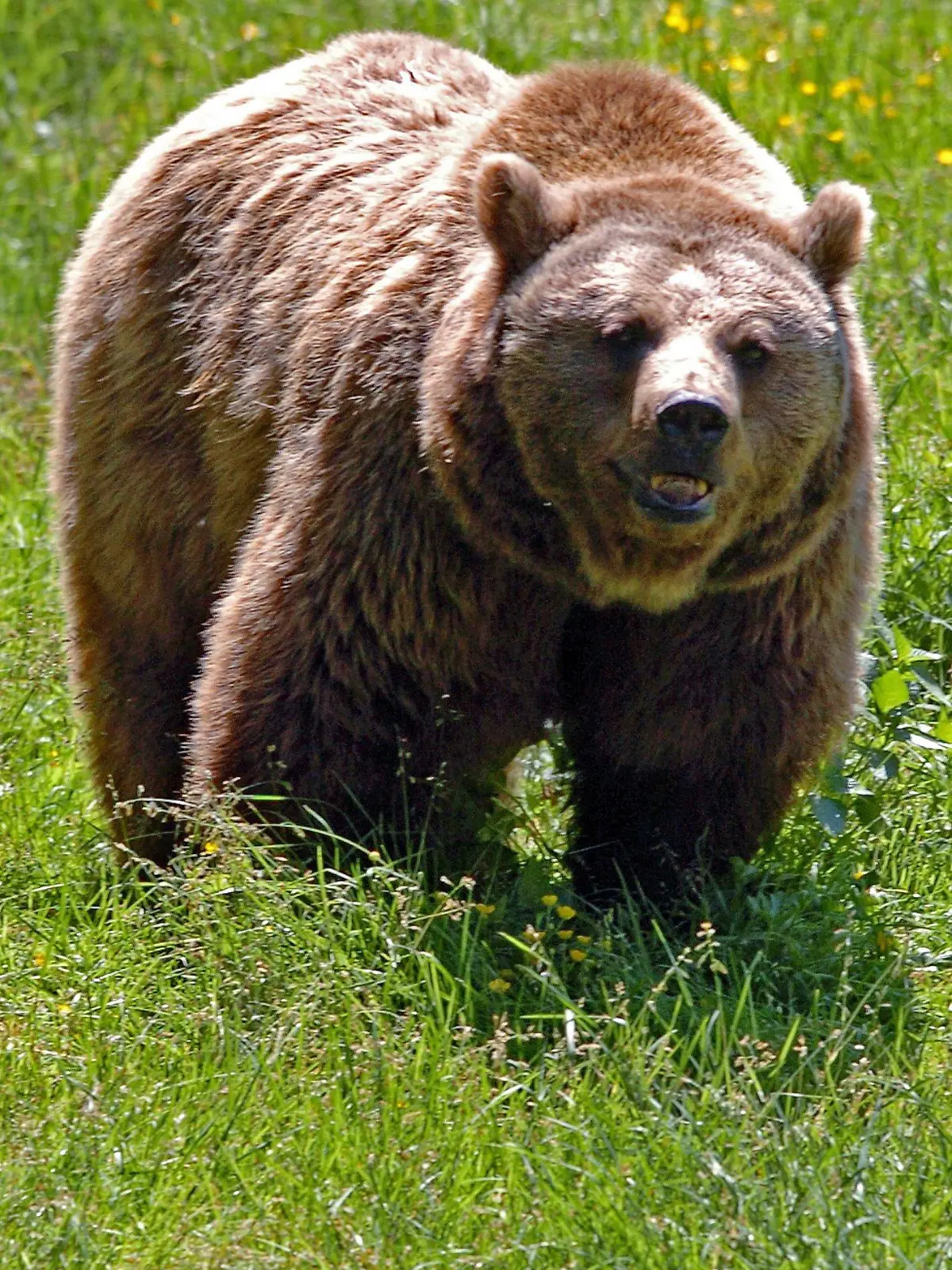 ARCHIV - Ein Braunbär läuft im Tierfreigelände des Nationalpark Bayerischer Wald in Neuschönau (Landkreis Freyung-Grafenau) durch das Gehege (Archivfoto vom 23.06.2005) . Nun sind Tierschützer im Tiroler Lechtal an der Grenze zwischen Bayern und Tirol einem freilebenden Bären auf der Spur. Der Bär ist in Bayern seit der Mitte des 19. Jahrhunderts ausgerottet. Foto: Armin Weigel dpa/lby ( zu dpa-KORR.: "Tierschützer sind Braunbär auf der Spur - Grenzgebiet Bayern-Tirol" am 17.05.2006) +++(c) dpa - Bildfunk+++