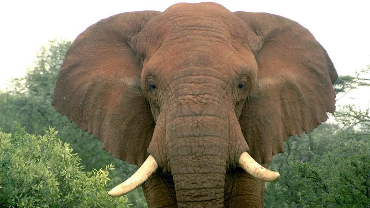 Undated handout shows Changila, a male elephant, before being poached outside Samburu National Reserve Kenya. Foto: David Daballen/dpa (ACHTUNG: Nur zur redaktionellen Verwendung im Zusammenhang mit der aktuellen Berichterstattung und nur bei Nennung: "Foto: David Daballen/PNAS/dpa" - zu dpa "Die wichtigsten Ergebnisse der Welt-Artenschutzkonferenz 2016" vom 05.10.2016) +++(c) dpa - Bildfunk+++