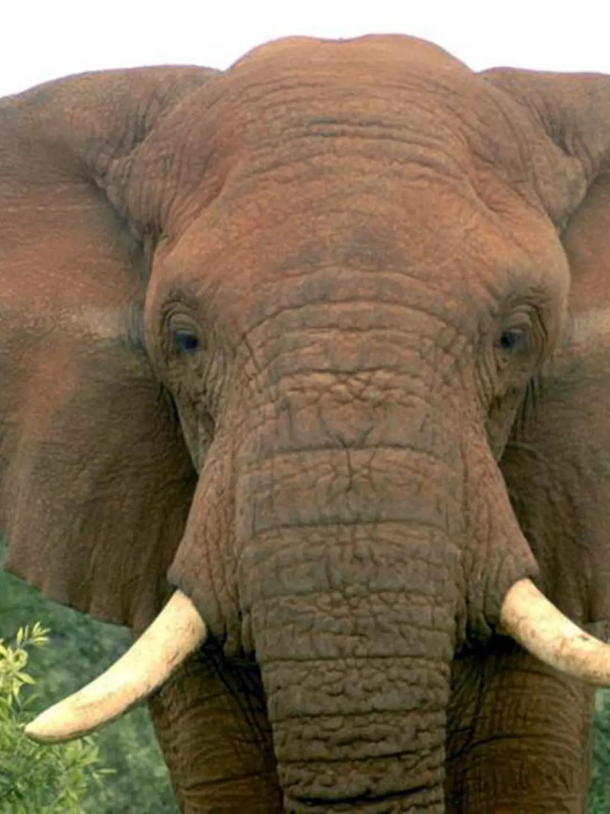 Undated handout shows Changila, a male elephant, before being poached outside Samburu National Reserve Kenya. Foto: David Daballen/dpa (ACHTUNG: Nur zur redaktionellen Verwendung im Zusammenhang mit der aktuellen Berichterstattung und nur bei Nennung: "Foto: David Daballen/PNAS/dpa" - zu dpa "Die wichtigsten Ergebnisse der Welt-Artenschutzkonferenz 2016" vom 05.10.2016) +++(c) dpa - Bildfunk+++