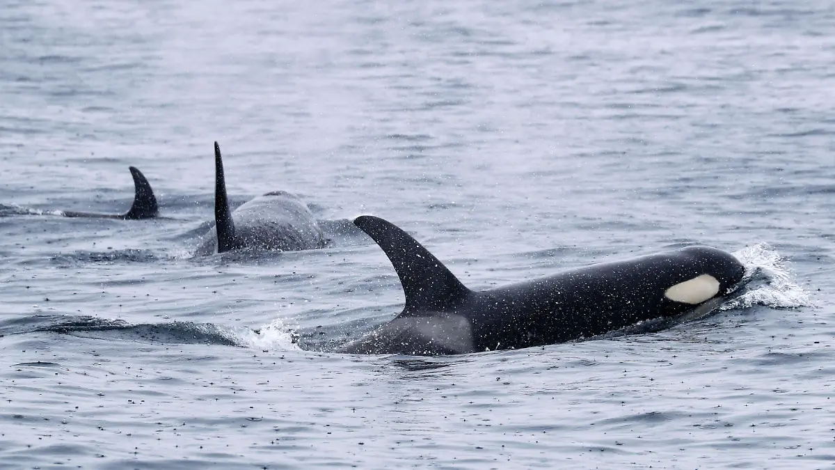 ILLUSTRATION - 22.06.2018, Japan, Rausu: Orcas schwimmen vor der Halbinsel Shiretoko an der Nordostspitze der Insel Hokkaido. (zu dpa «Mysteriöse Orca-Attacken versetzen Segler in Angst und Schrecken») Foto: -/Kyodo/dpa +++ dpa-Bildfunk +++