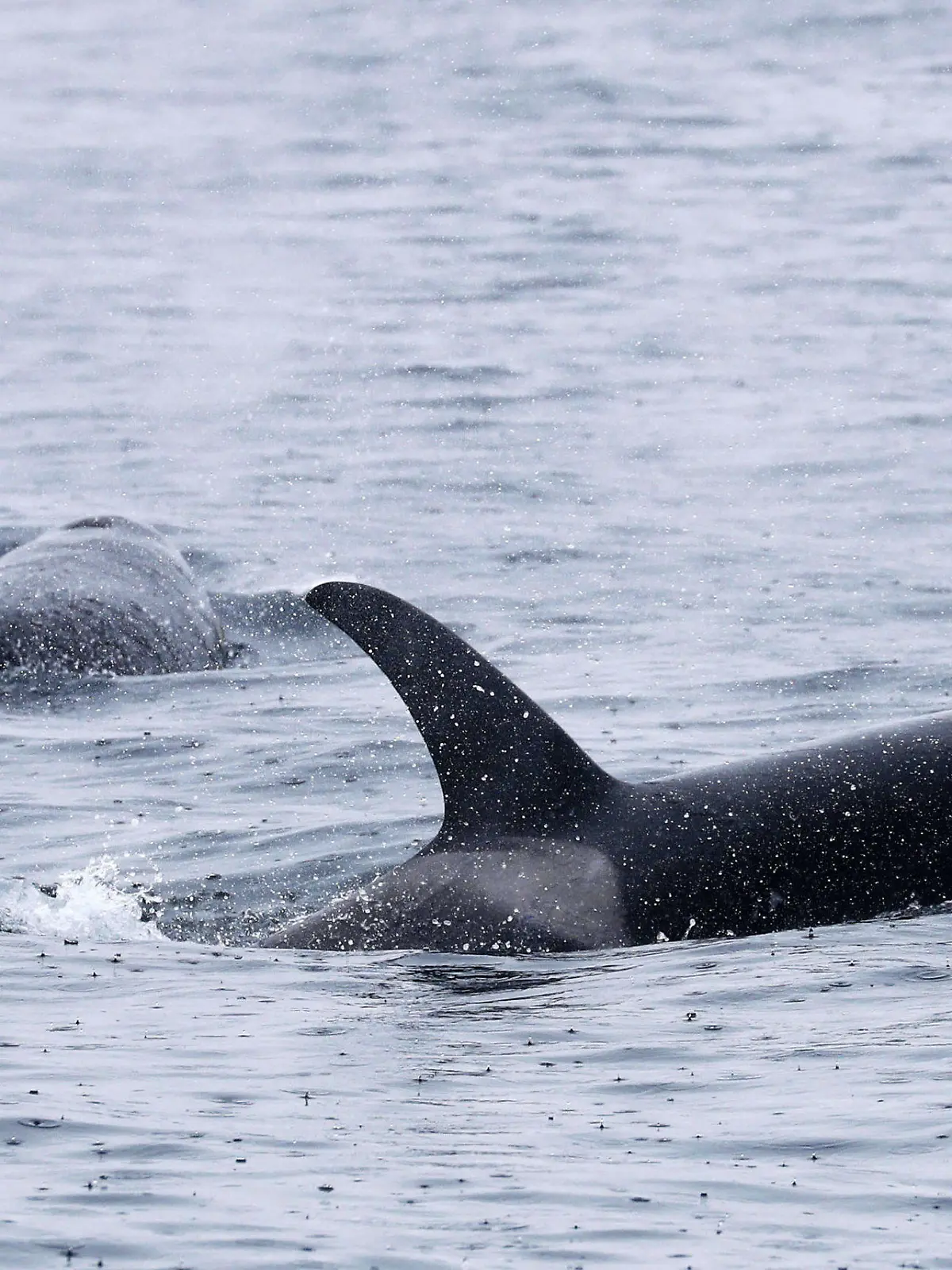 ILLUSTRATION - 22.06.2018, Japan, Rausu: Orcas schwimmen vor der Halbinsel Shiretoko an der Nordostspitze der Insel Hokkaido. (zu dpa «Mysteriöse Orca-Attacken versetzen Segler in Angst und Schrecken») Foto: -/Kyodo/dpa +++ dpa-Bildfunk +++