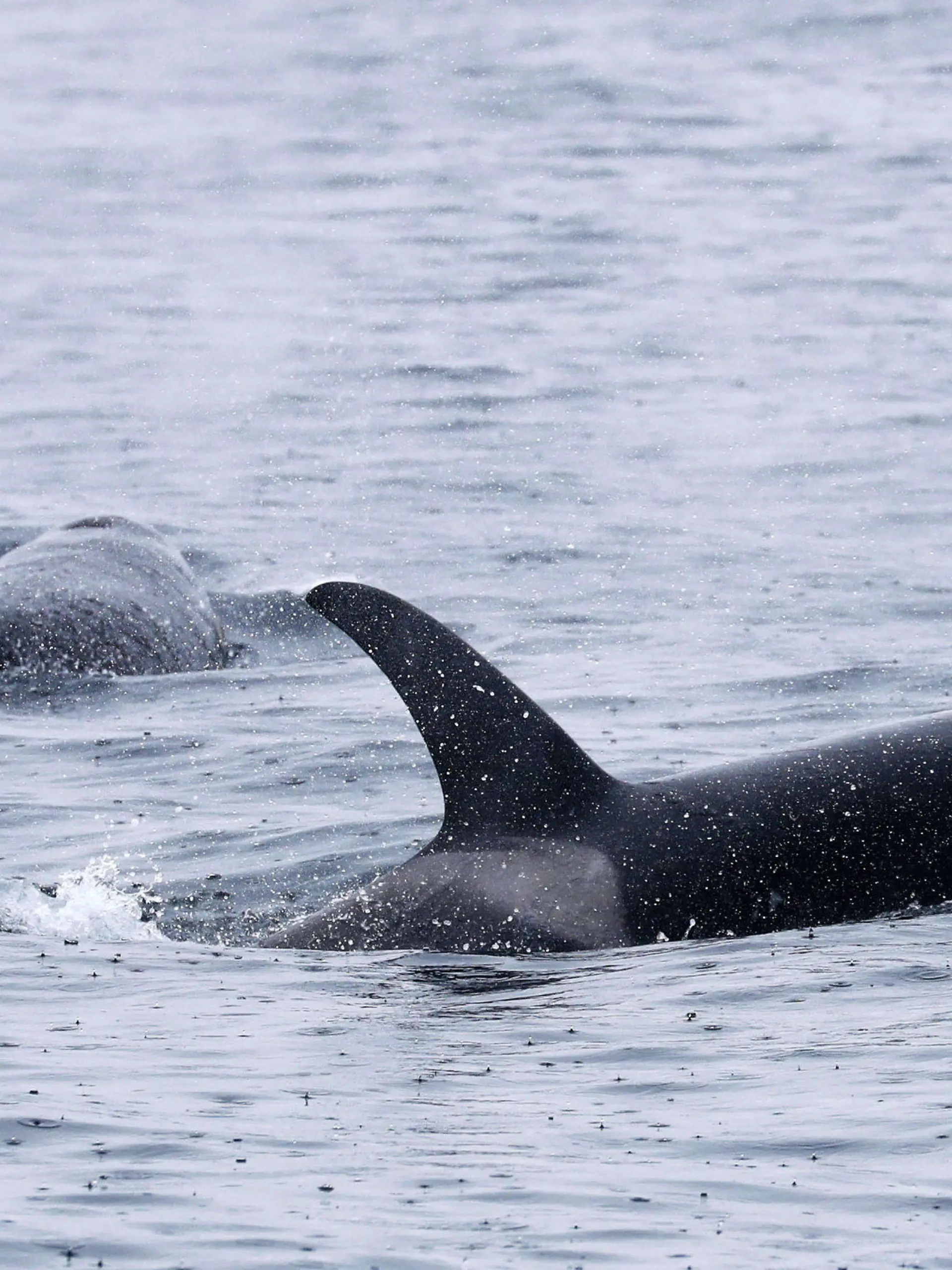 ILLUSTRATION - 22.06.2018, Japan, Rausu: Orcas schwimmen vor der Halbinsel Shiretoko an der Nordostspitze der Insel Hokkaido. (zu dpa «Mysteriöse Orca-Attacken versetzen Segler in Angst und Schrecken») Foto: -/Kyodo/dpa +++ dpa-Bildfunk +++