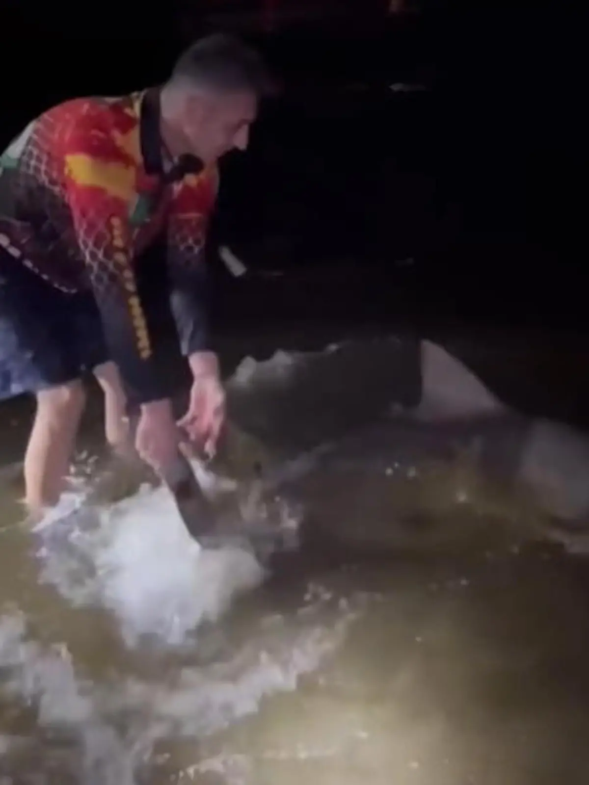 Ganz schön mutig! Im Hafen von Sydney hat ein Fischer diesem Hai zurück ins Meer geholfen – indem er das gefährliche Raubtier an der Schwanzflosse gepackt hat. Seine Rettungsaktion zeigen wir im Video.