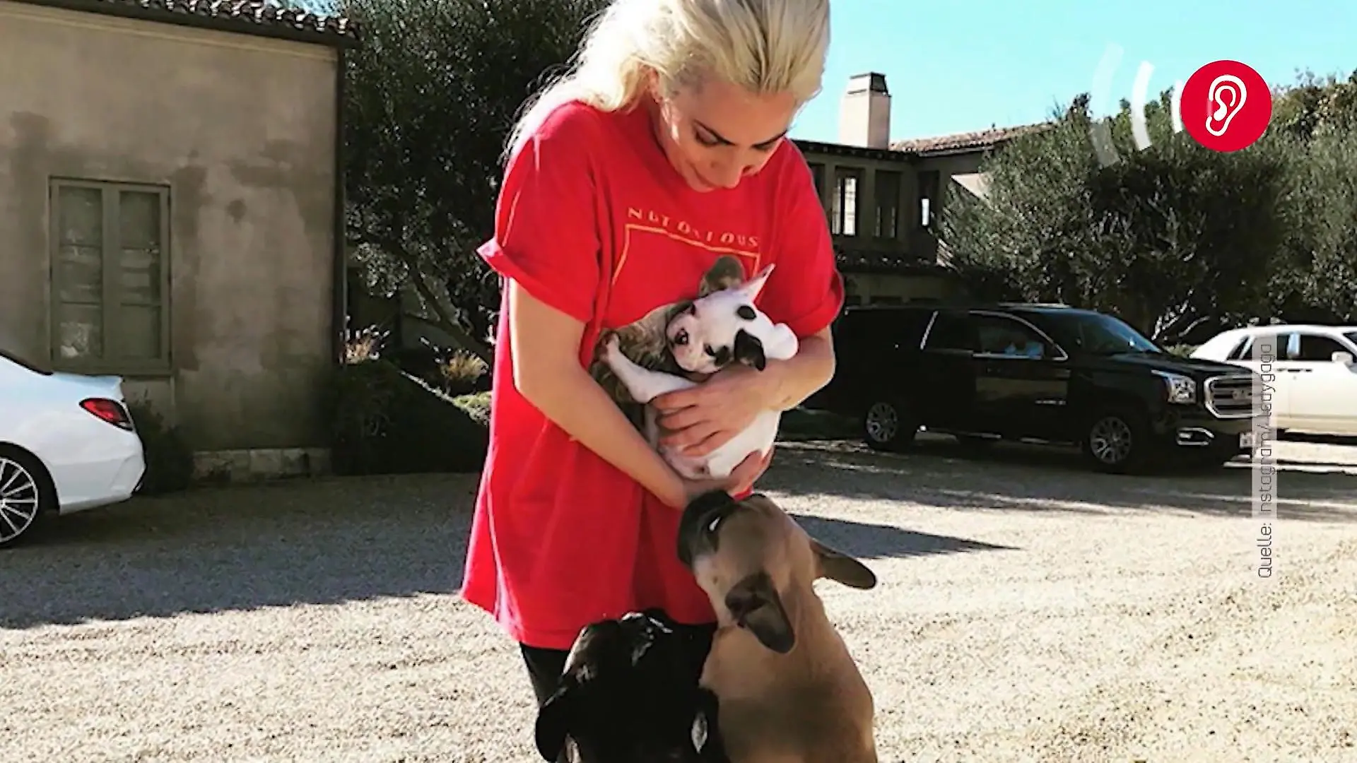 Lady Gaga: So bekam sie ihre entführten Hunde zurück Lady Gaga wollte sogar Lösegeld zahlen