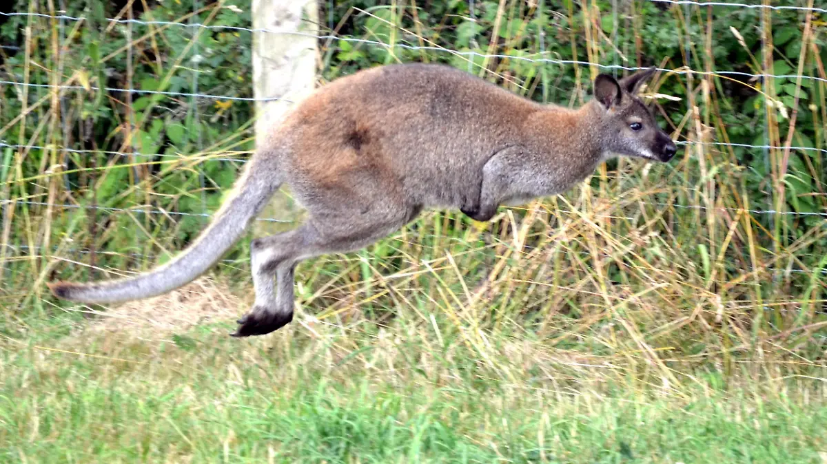 Das Känguru "Skippy" springt am 13.08.2015 in Diemelsee an einem Weidezaun entlang. Wochenlang sorgte ein frei laufendes Känguru im Sauerland für Schlagzeilen. Immer wieder wurde das «Skippy» genannte Beuteltier gesichtet, konnte aber nicht eingefangen werden. Ein Weidezaun bei Diemelsee (Kreis Waldeck-Frankenberg) in Nordhessen stoppte nun das Tier. Beim Markieren von Wanderwegen entdeckte am 13. August ein Rentner das festsitzende Känguru. Foto: Wilhelm Figge/Waldeckische Landeszeitung/dpa ++