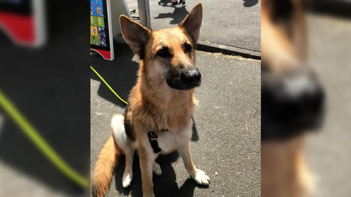 Schäferhündin Loulou gerät in den Rhein und wird gerettet
