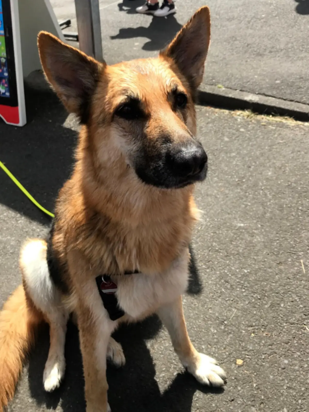 Schäferhündin Loulou gerät in den Rhein und wird gerettet