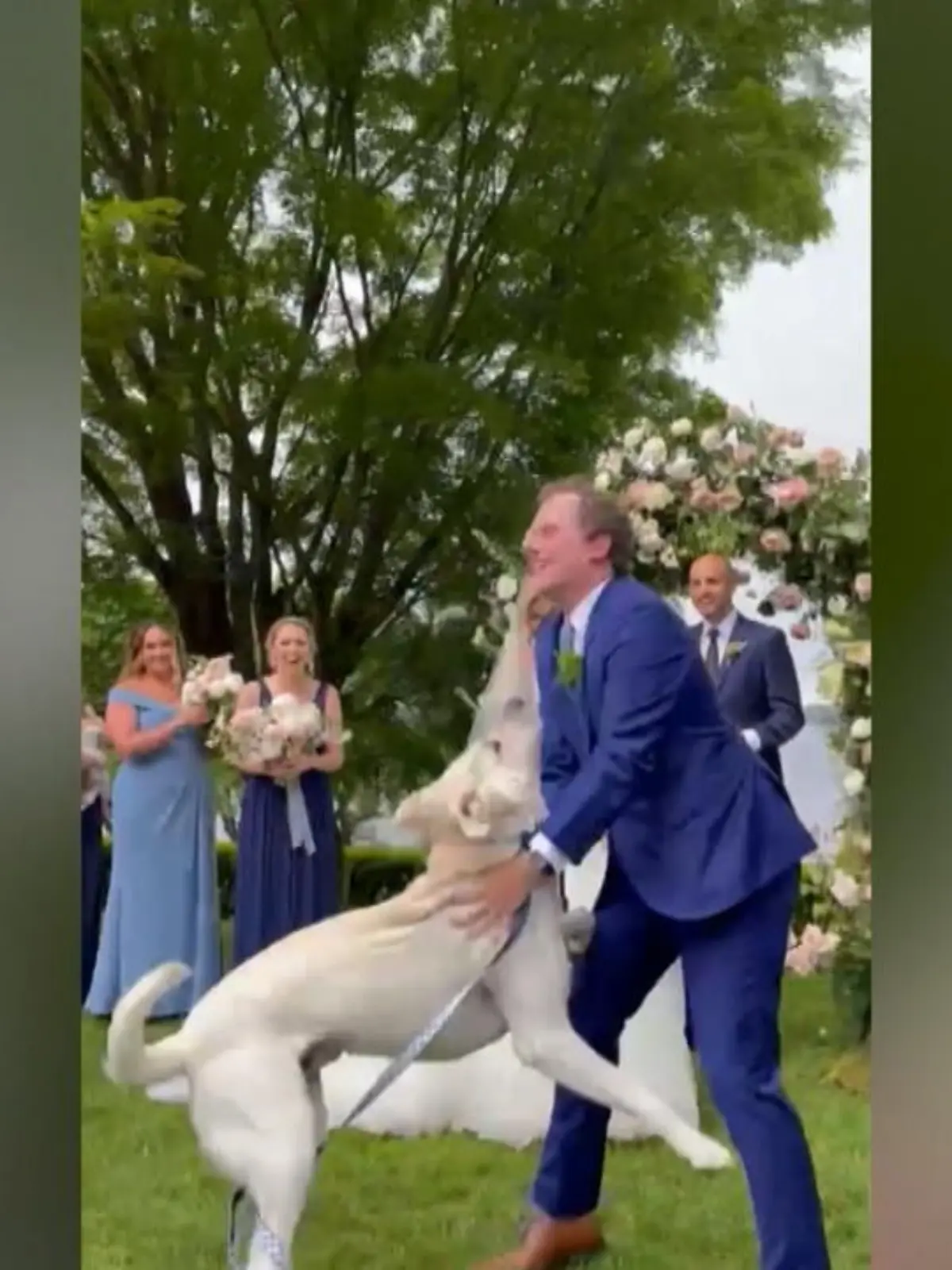 Je nach Veranstaltungsort kommt es manchmal vor, dass ungeladene Gäste Chaos auf Hochzeiten verursachen. Noch schlimmer ist es, wenn geladene Gäste für Unruhe sorgen. Die Unruhe, die ein Gast in diesem Video erzeugt hat, ist aber wohl für die meisten Menschen tolerierbar – denn der Täter ist ein süßer Labrador.