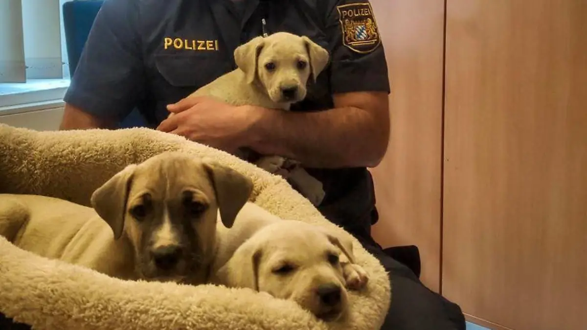 Polizei Oberpfalz / Welpen gefunden