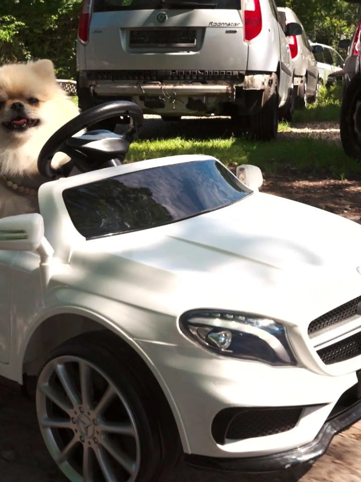Pomeranian Baki macht bei "Top Dog Germany" mit – und fährt sogar im eigenen Wagen vor.