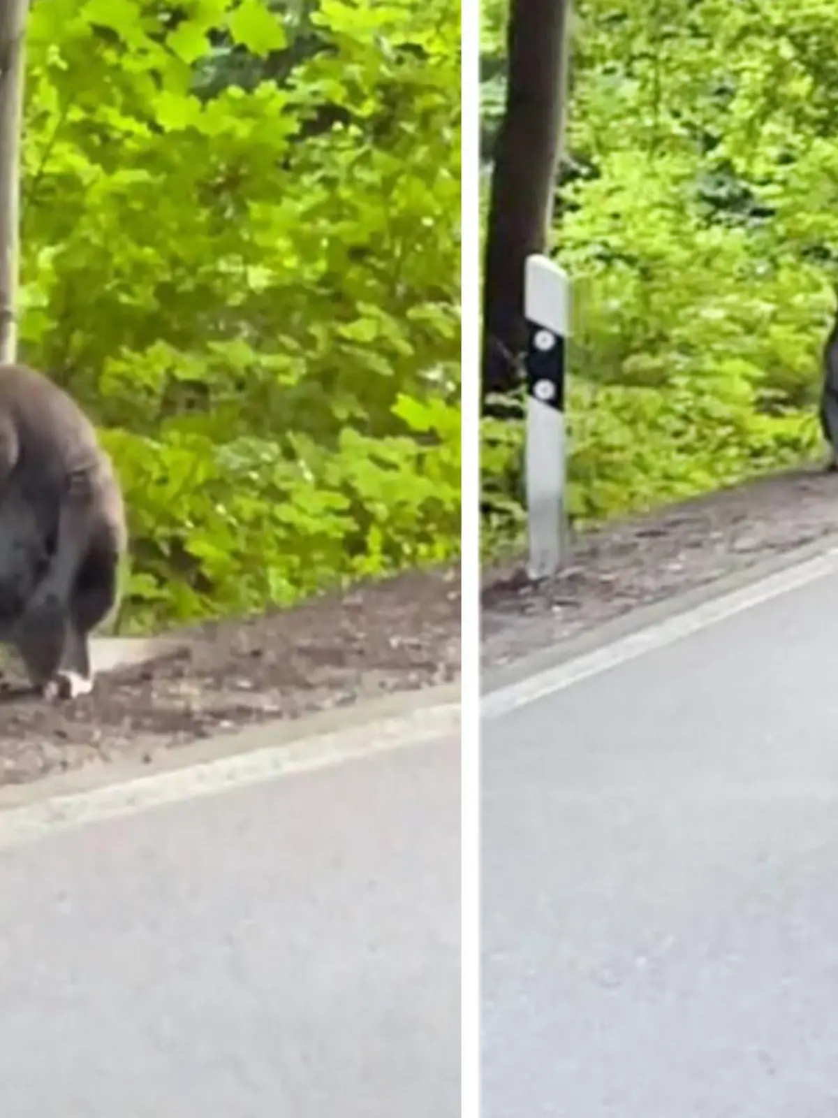 In Bayern ist ein Wallaby entwischt.