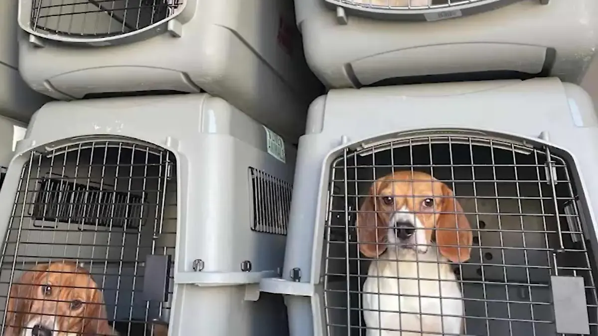 Tausende Beagle werden aus einer Firma in Virginia gerettet.