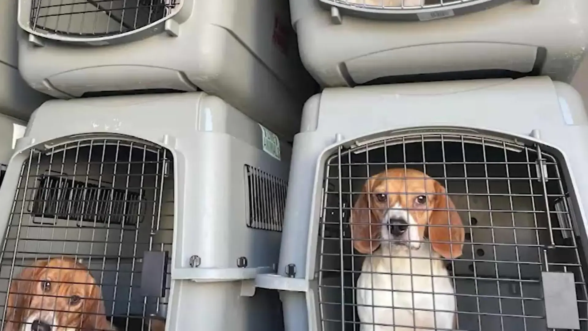 Tausende Beagle werden aus einer Firma in Virginia gerettet.