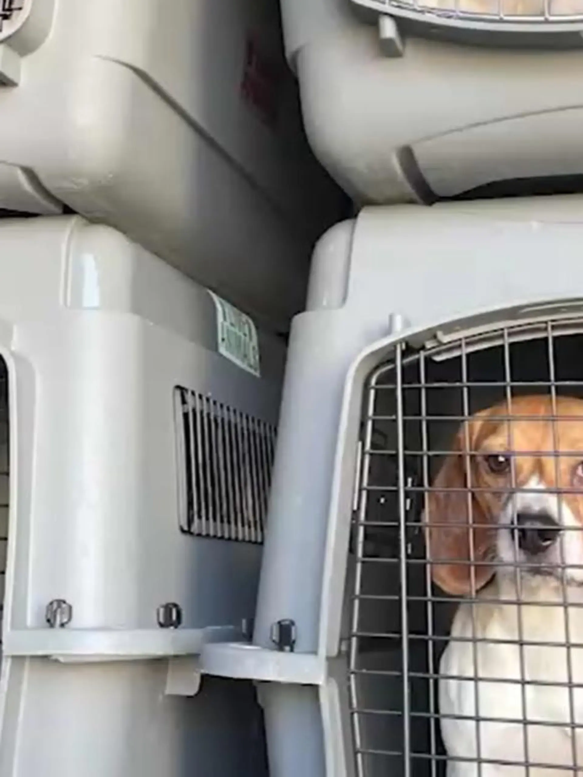 Tausende Beagle werden aus einer Firma in Virginia gerettet.