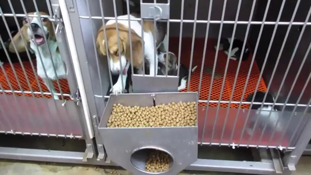 Die Hunde wurden teilweise brutal gequält.